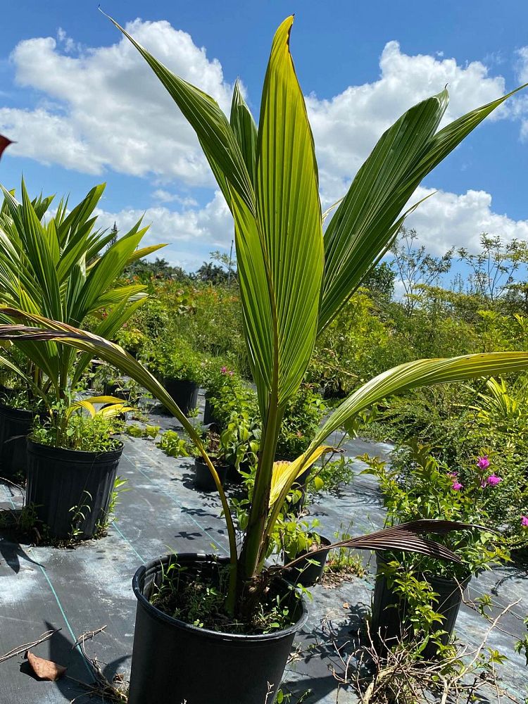 cocos-nucifera-coconut-palm