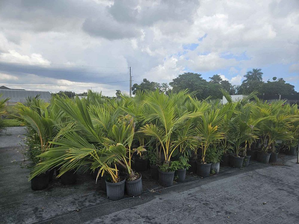 cocos-nucifera-coconut-palm