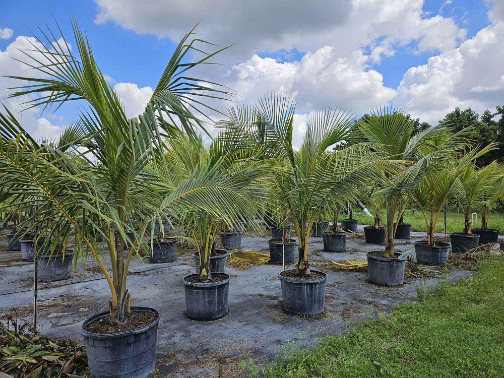 cocos-nucifera-coconut-palm