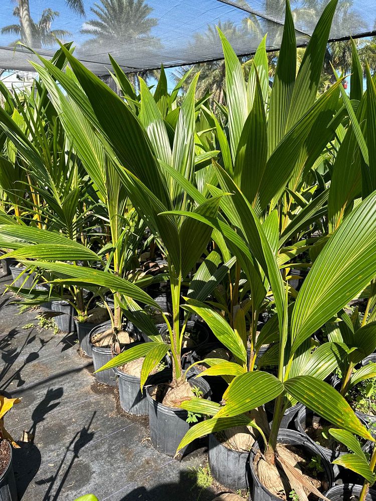 cocos-nucifera-coconut-palm
