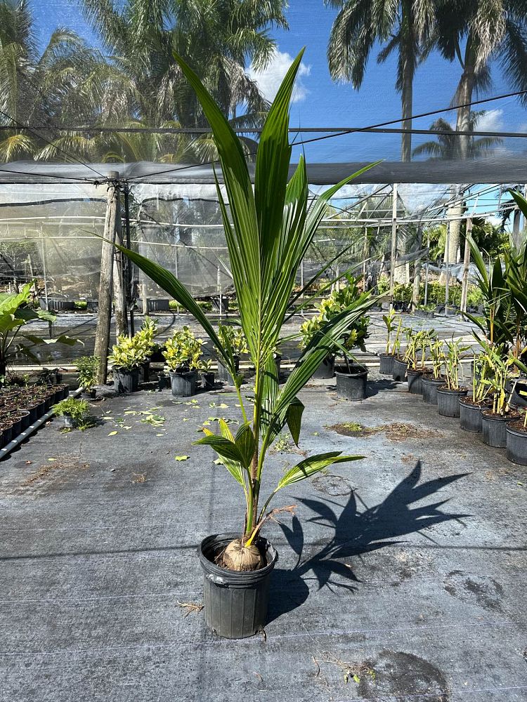 cocos-nucifera-coconut-palm