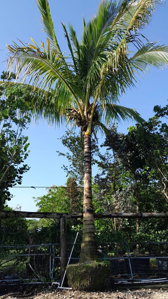 cocos-nucifera-coconut-palm
