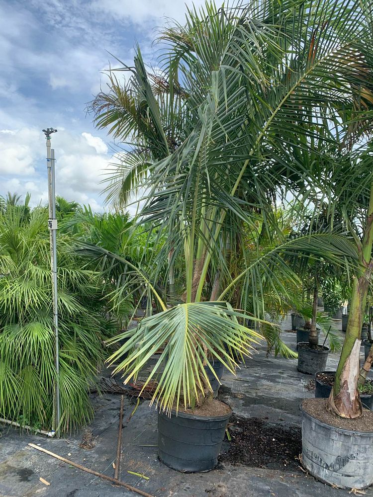 cocos-nucifera-coconut-palm