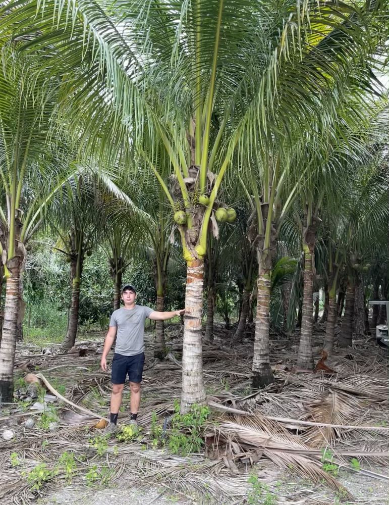 cocos-nucifera-coconut-palm