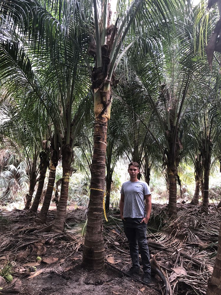 cocos-nucifera-coconut-palm