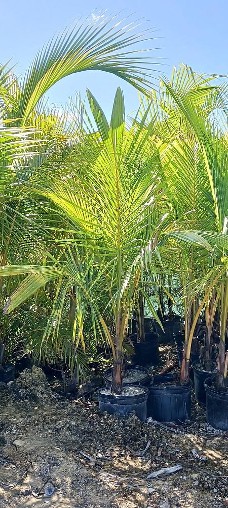 cocos-nucifera-coconut-palm