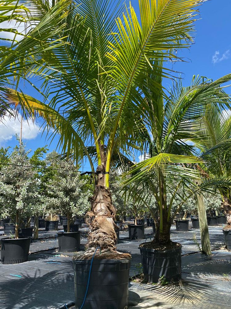 cocos-nucifera-coconut-palm