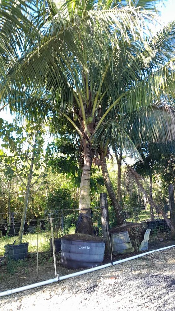 cocos-nucifera-coconut-palm