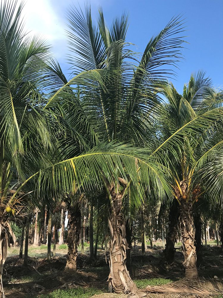 cocos-nucifera-coconut-palm