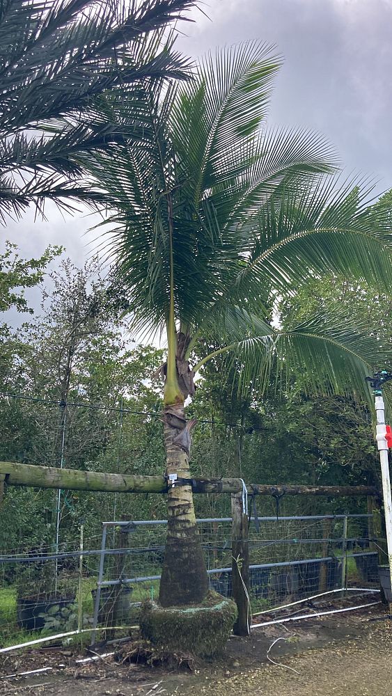 cocos-nucifera-coconut-palm