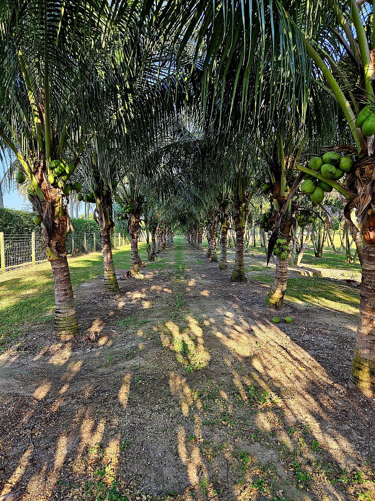 cocos-nucifera-coconut-palm