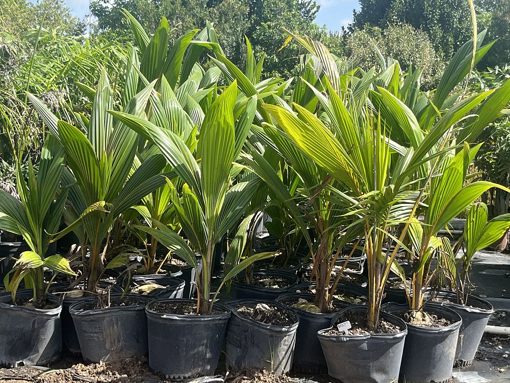 cocos-nucifera-coconut-palm