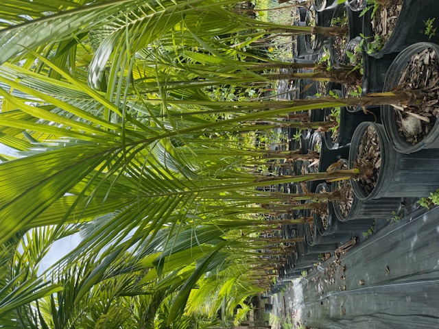 cocos-nucifera-coconut-palm
