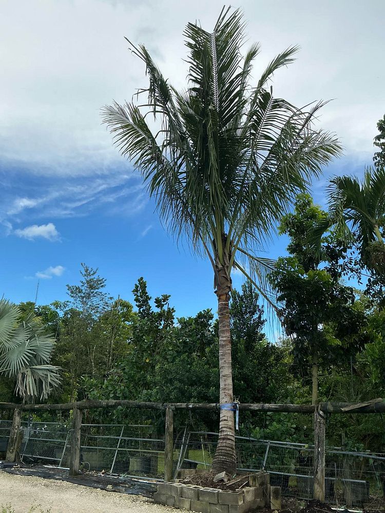 cocos-nucifera-coconut-palm