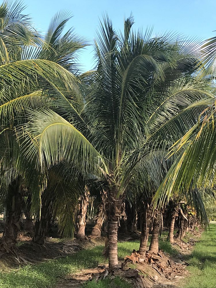 cocos-nucifera-coconut-palm