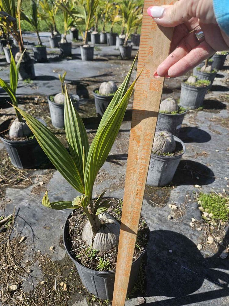 cocos-nucifera-coconut-palm