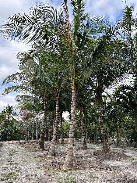 cocos-nucifera-coconut-palm