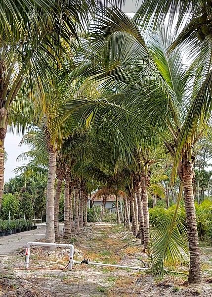 cocos-nucifera-coconut-palm