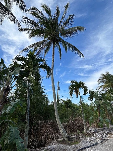 cocos-nucifera-coconut-palm