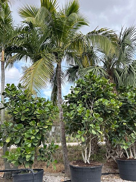 cocos-nucifera-coconut-palm