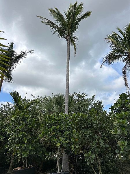 cocos-nucifera-coconut-palm