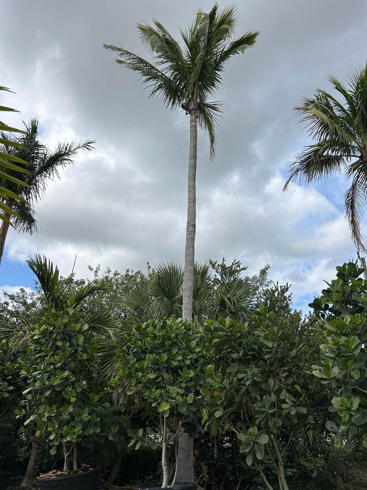 cocos-nucifera-coconut-palm