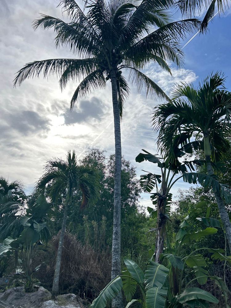 cocos-nucifera-coconut-palm