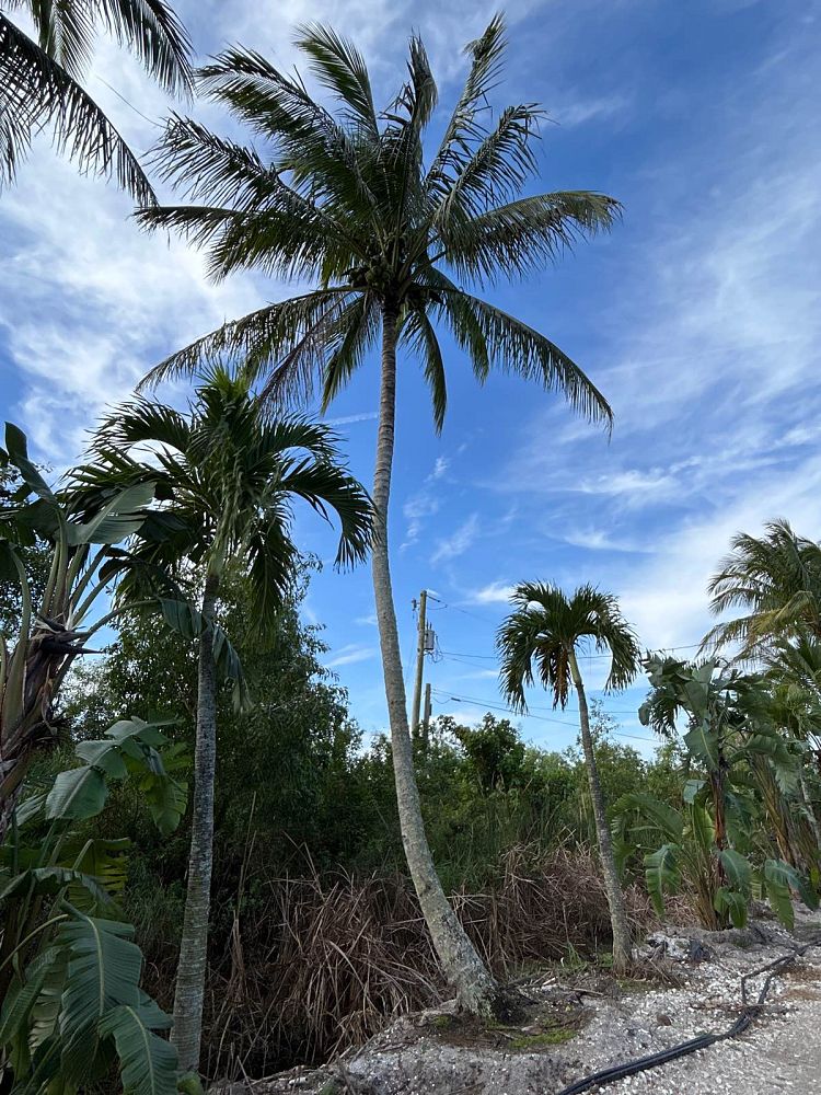 cocos-nucifera-coconut-palm