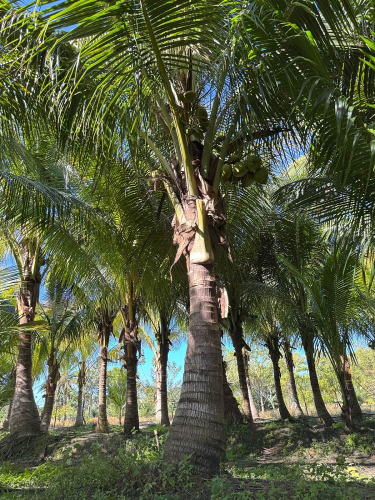 cocos-nucifera-coconut-palm