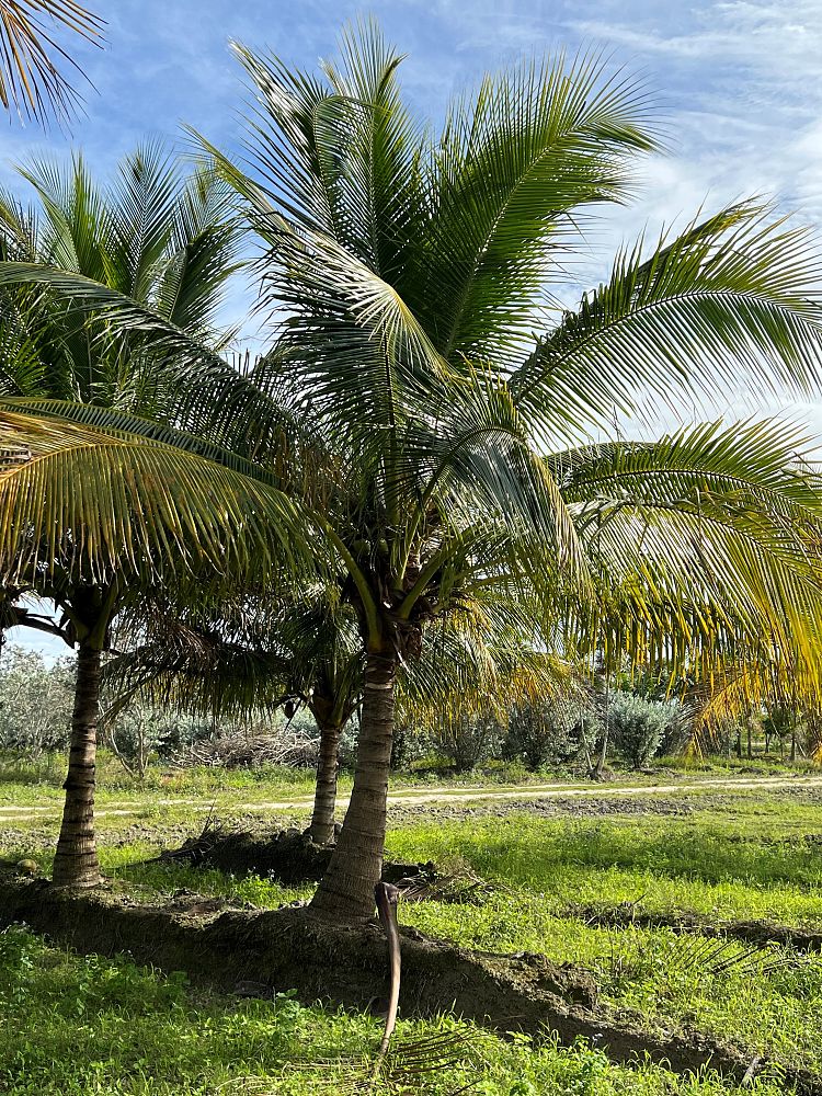 cocos-nucifera-coconut-palm