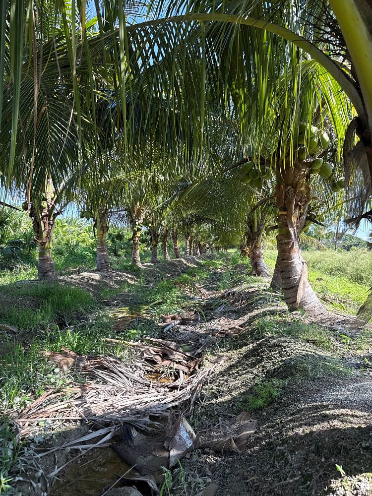 cocos-nucifera-coconut-palm
