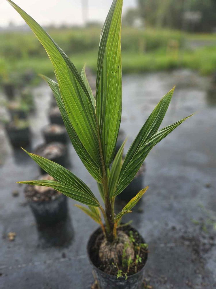 cocos-nucifera-coconut-palm
