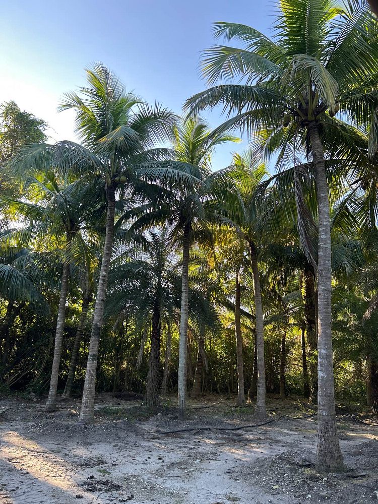cocos-nucifera-coconut-palm