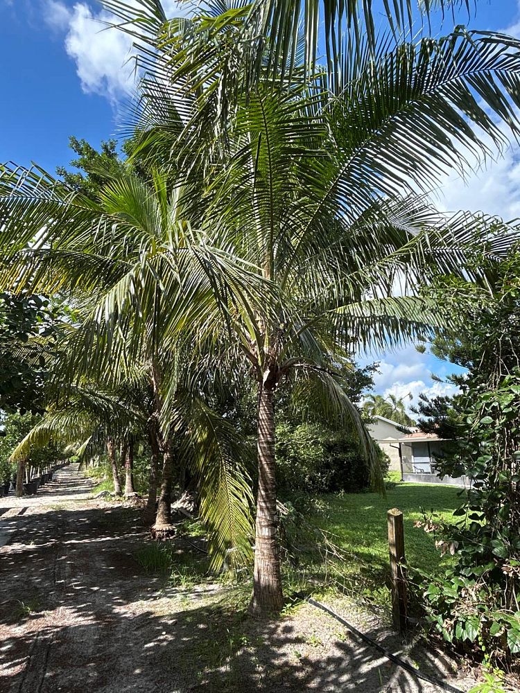 cocos-nucifera-coconut-palm