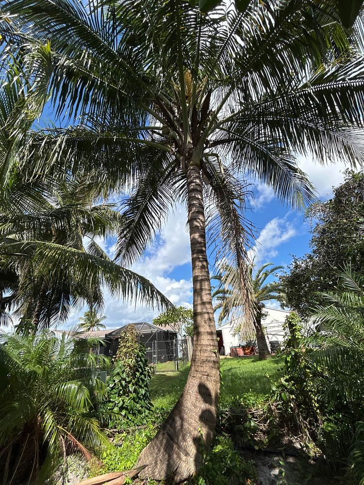 cocos-nucifera-coconut-palm