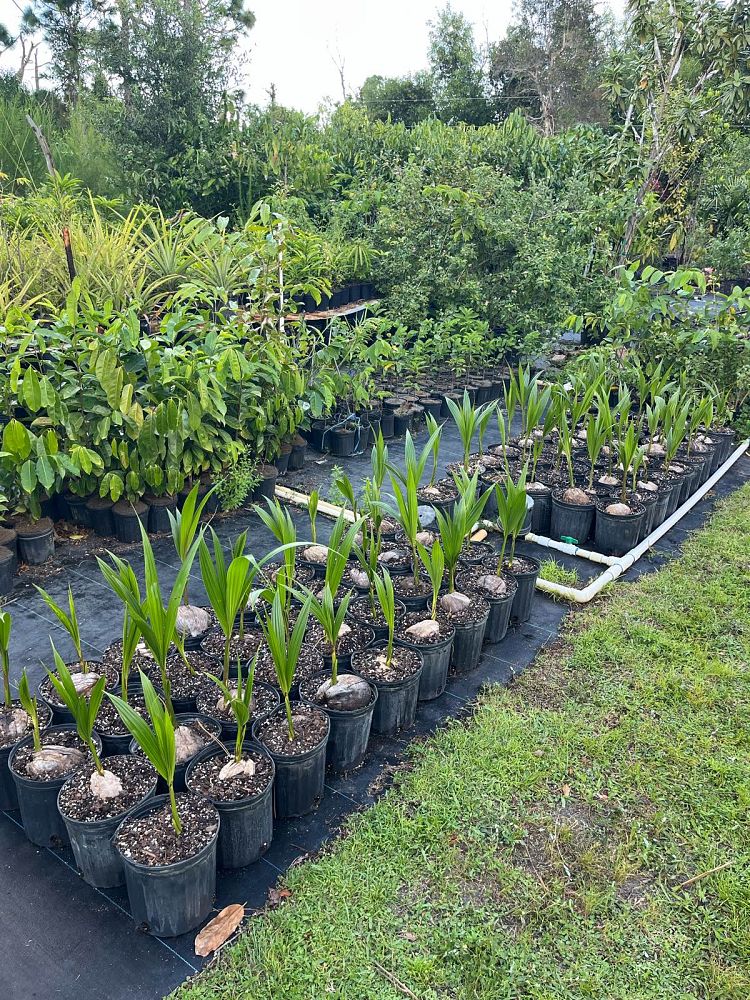 cocos-nucifera-coconut-palm