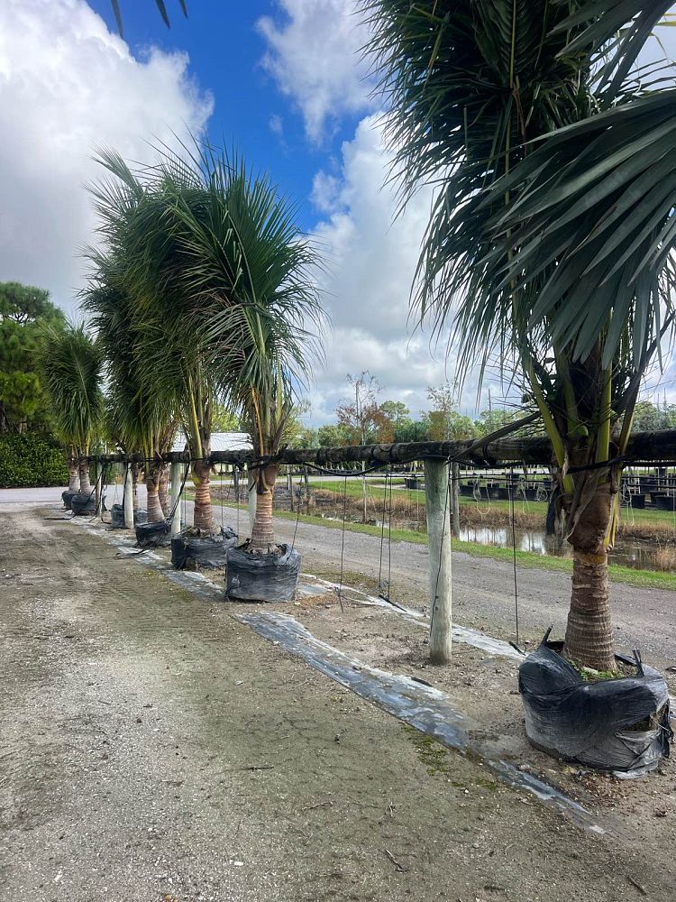 cocos-nucifera-coconut-palm