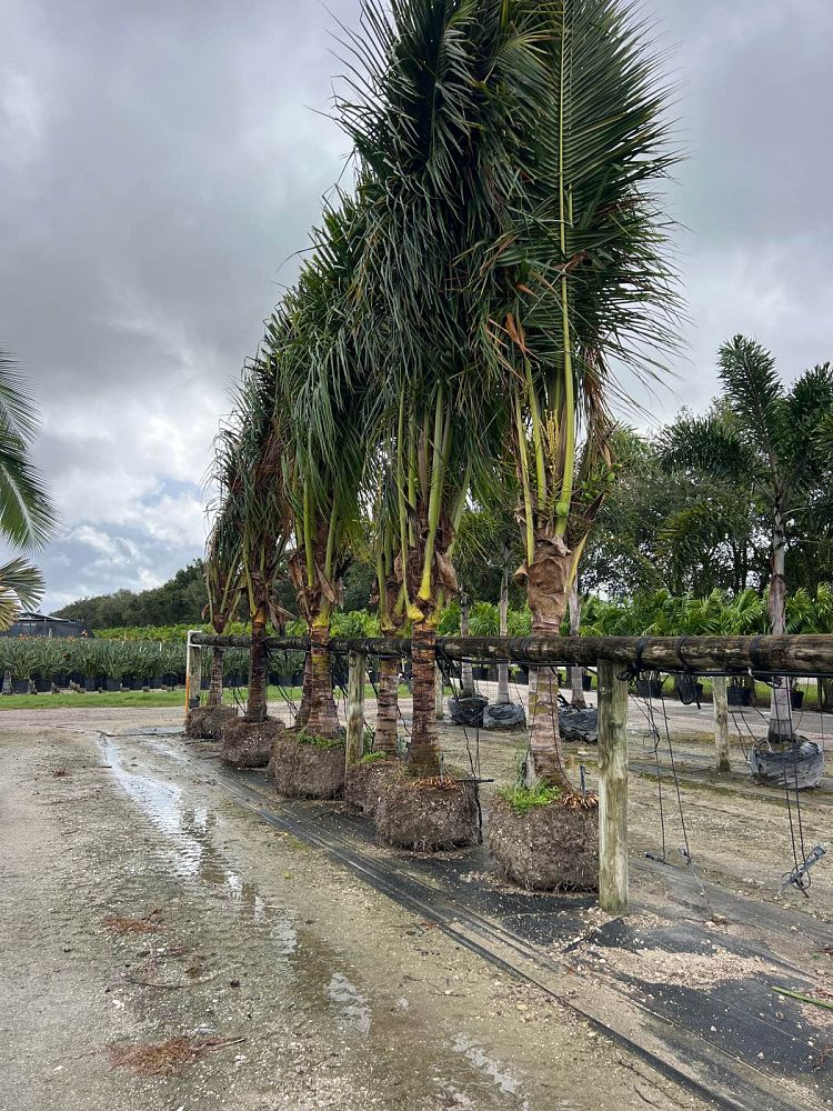 cocos-nucifera-coconut-palm
