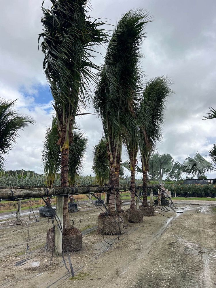 cocos-nucifera-coconut-palm