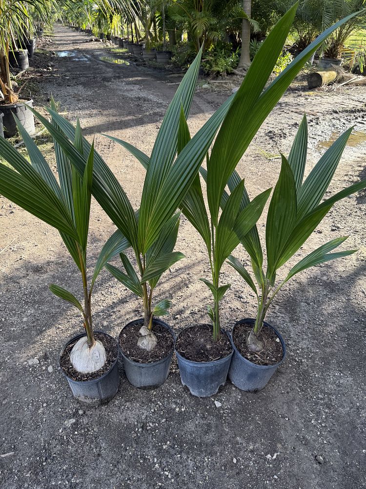 cocos-nucifera-coconut-palm