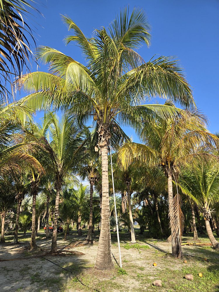 cocos-nucifera-coconut-palm
