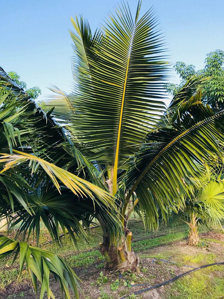 cocos-nucifera-fiji-dwarf-coconut-palm