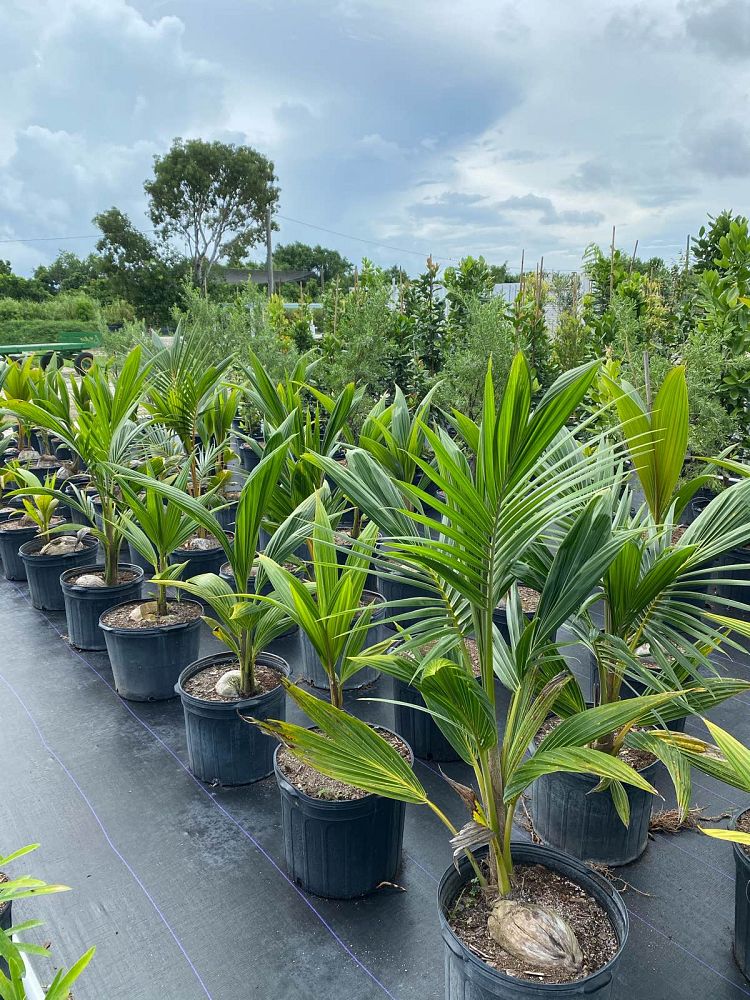 cocos-nucifera-fiji-dwarf-coconut-palm