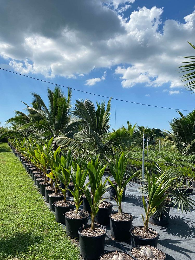 cocos-nucifera-fiji-dwarf-coconut-palm