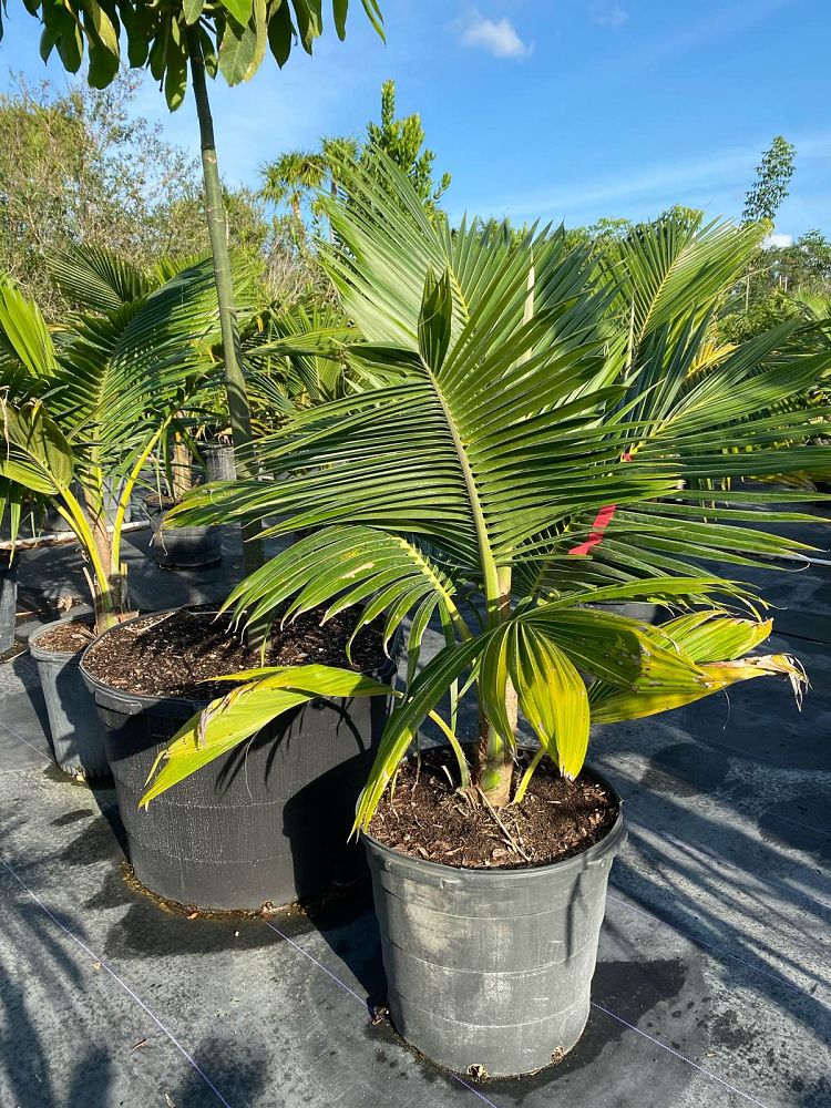 cocos-nucifera-fiji-dwarf-coconut-palm