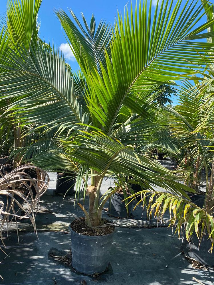 cocos-nucifera-fiji-dwarf-coconut-palm
