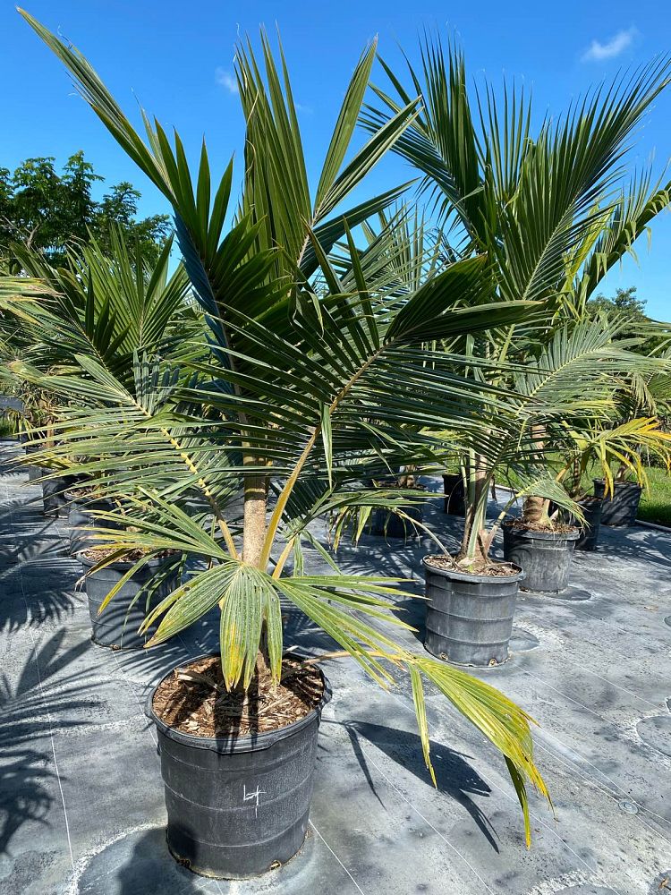 cocos-nucifera-fiji-dwarf-coconut-palm