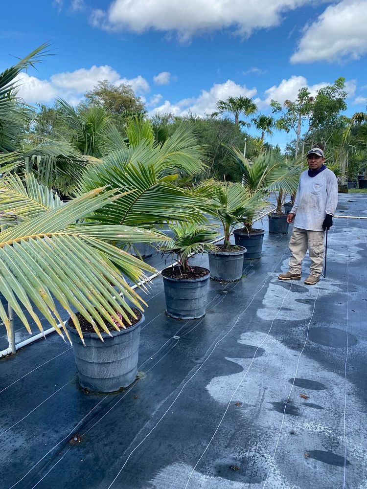 cocos-nucifera-fiji-dwarf-coconut-palm