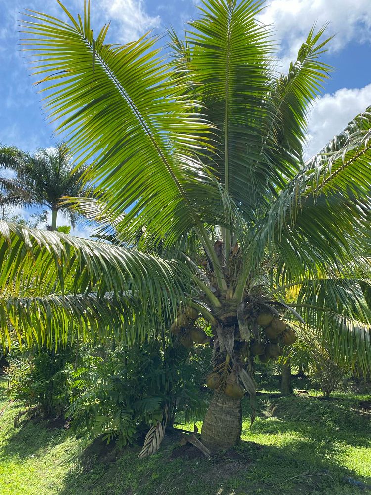 cocos-nucifera-fiji-dwarf-coconut-palm