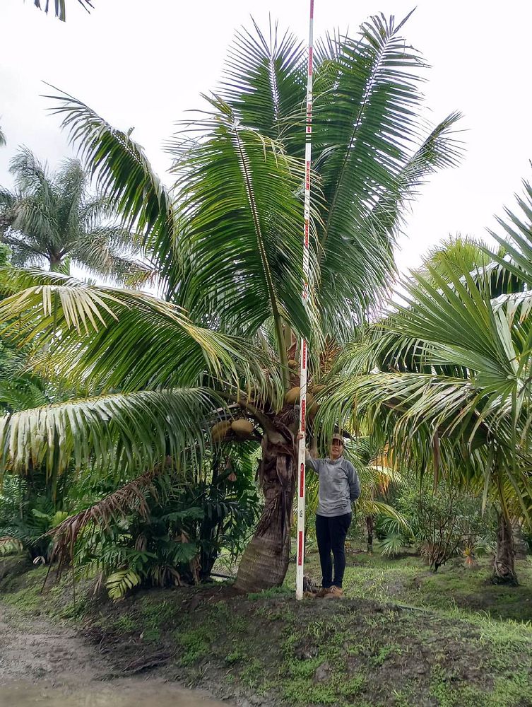 cocos-nucifera-fiji-dwarf-coconut-palm